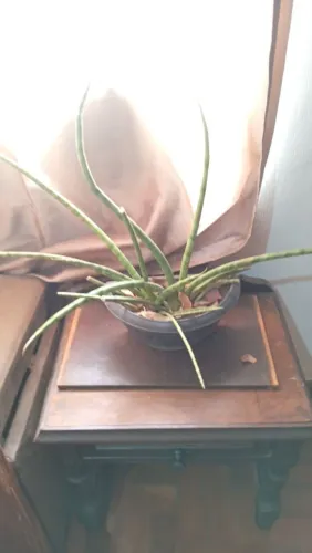 Planta