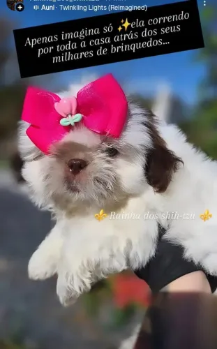 Rainha dos shih-tzu