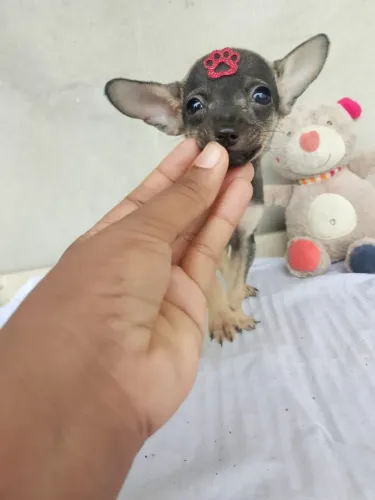 Pinscher fêmea e macho lindos