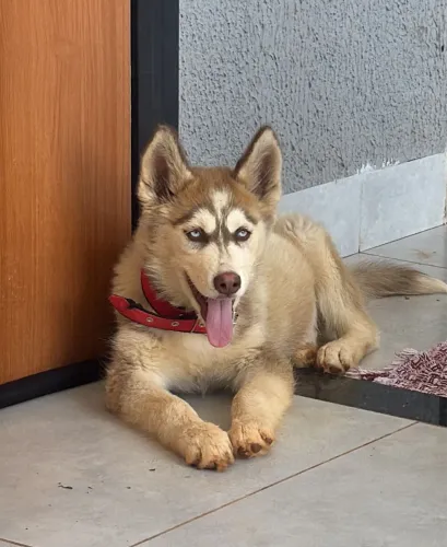 Husky