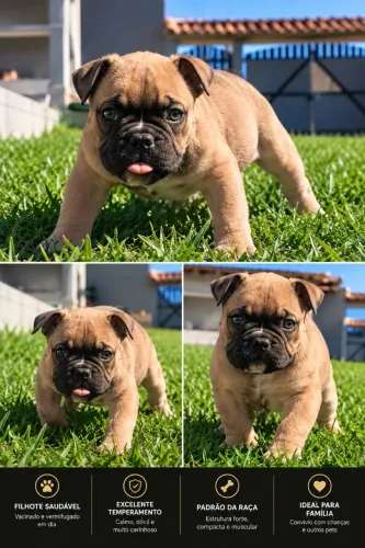 American Bully Exotic