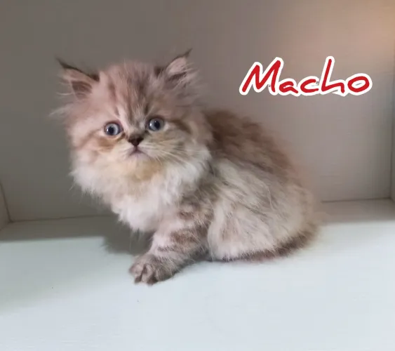 Gatinho Peraa Filhote