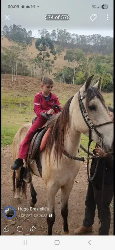 Cavalo marchador super dócil