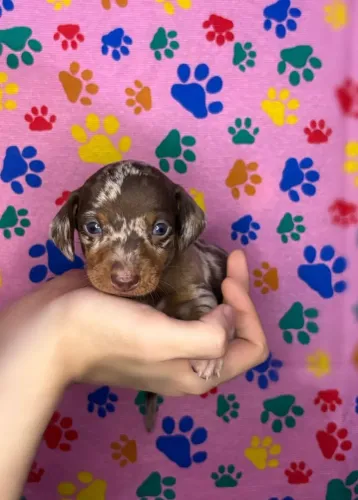 Filhotes Dachshund Alerquim Olhos Claros Machos Salsicha Legítimo 12X