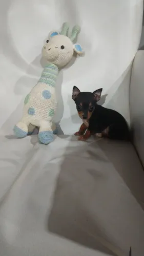 Chihuahua fêmea Black tan