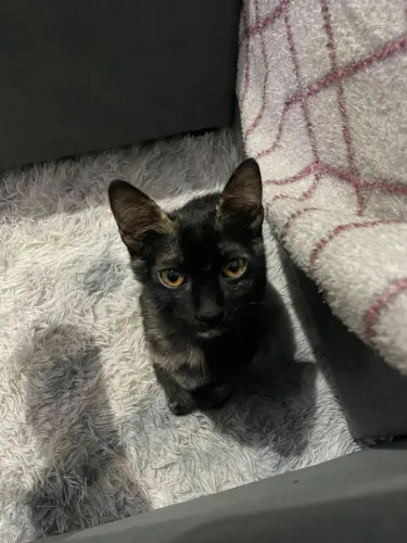 Doando uma gatinha.