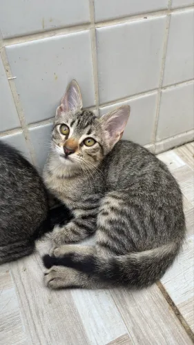 Gato filhote