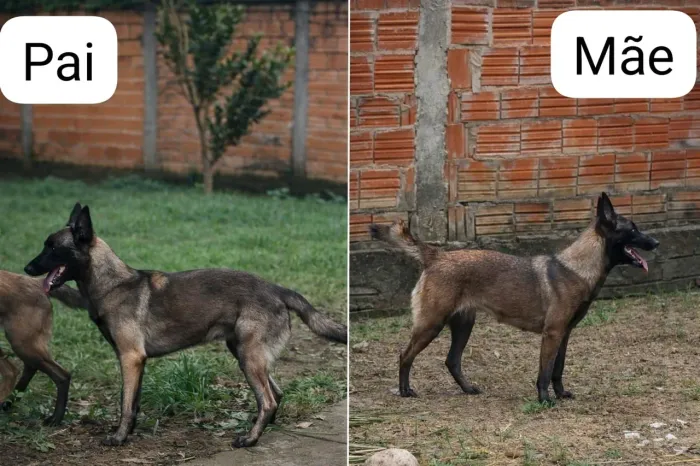 Filhotes de Belga Malinois