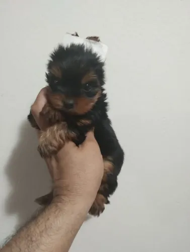 Vendo filhotes de Yorkshire fêmeas e machos