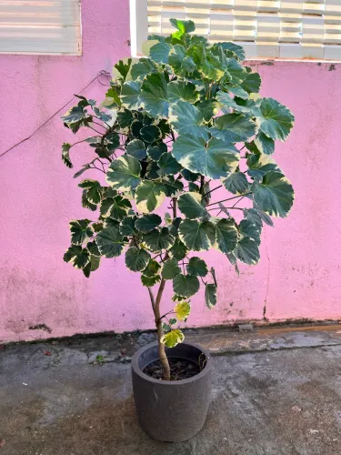 Planta decoração
