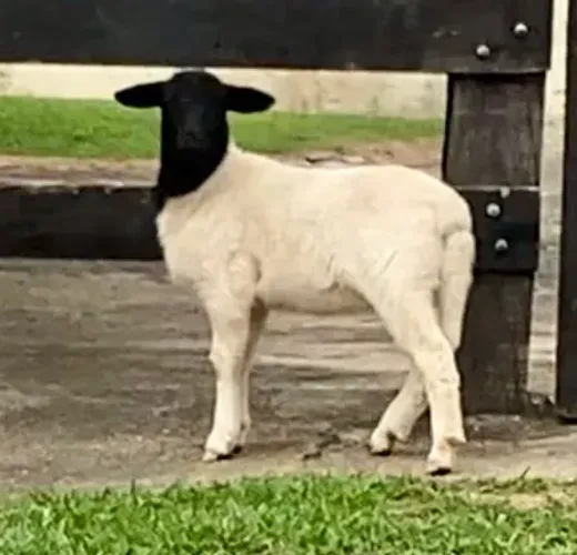 Carneira Dorper Ovelha Borrega