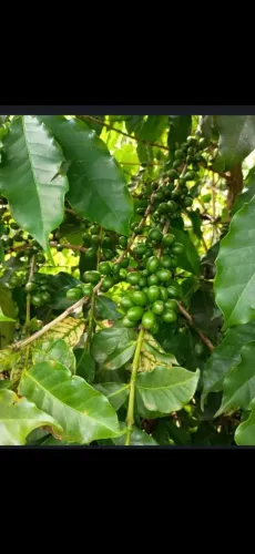 FAZENDA DE CAFÉ NO MUNICÍPIO DE PATROCINIO