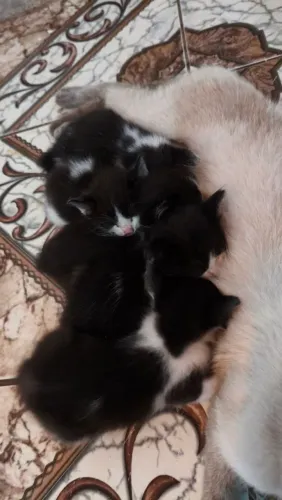 Gatos para doar
