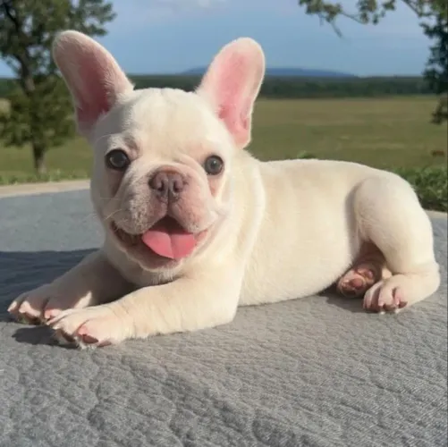 Bulldogue Francês - Patinhas Rumo A Felicidade