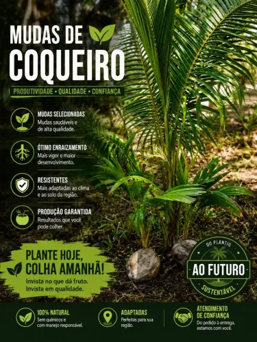 Mudas de Coqueiros