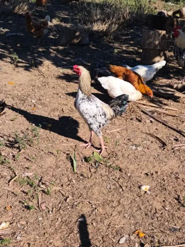 Galo índio e galo vermelho 