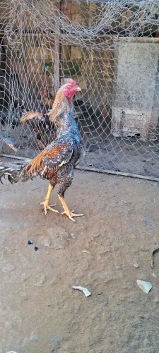 Galo indi de boa procensia