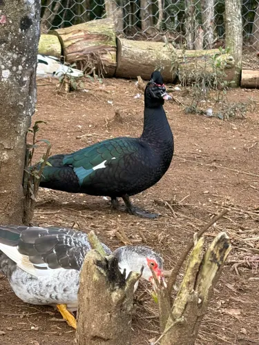 Patos adultos