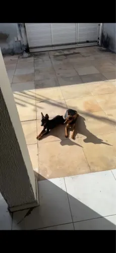 Filhote Pinscher Fêmea