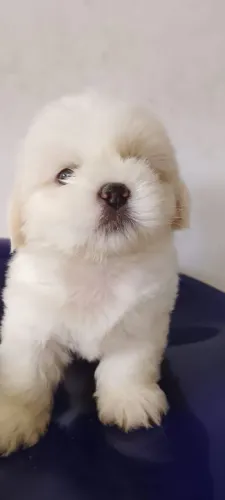 VENDO FILHOTE...... SHIH TZU MACHO.....