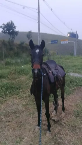 Vendo ou breganho potra marchando no cabresto tem 2 anos e 8 meses 