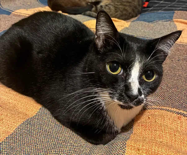 Adoção gato macho