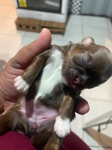 Vendo linda shitzu