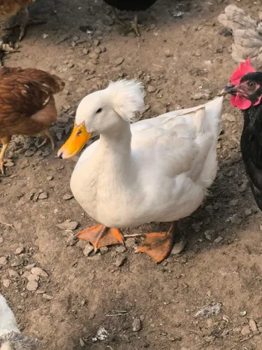 Ovos galados