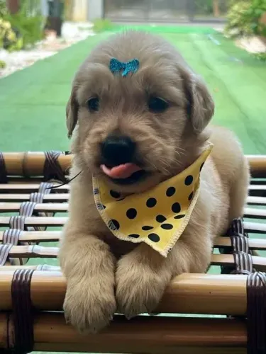 Golden Retriever Mais amor, menos solidão, mais patinhas pela casa