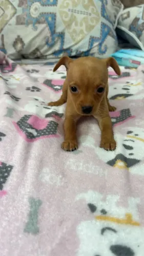 Fêmea de pinscher zero disponível para venda.