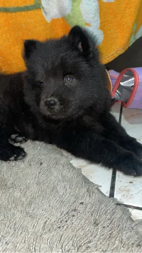 Filho de Chow Chow