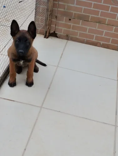 Filhote de Pastor Belga de Malinois a Ferrari dos cães 