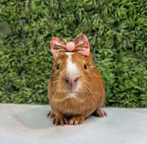 Porquinho da india