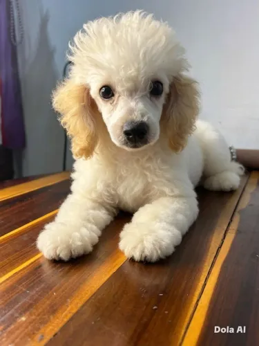 Poodle