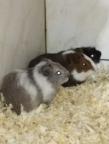 Vendo porquinhos da índia 50 reais cada