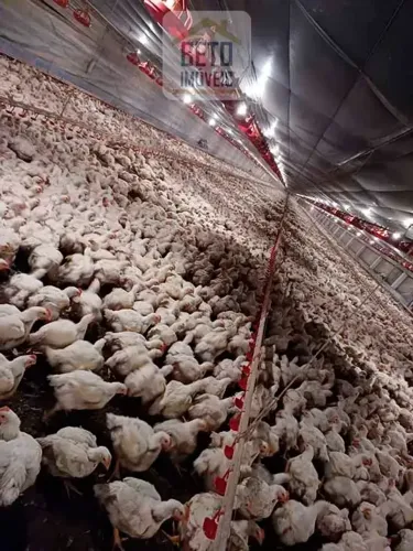 Fazenda/Sítio/Chácara para venda com 1500000 metros quadrados em Zona Rural - Nova Mutum -