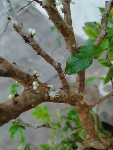 Jabuticaba produzindo 