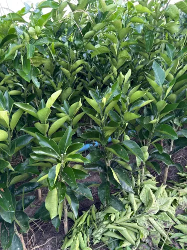 Mudas de laranja pera