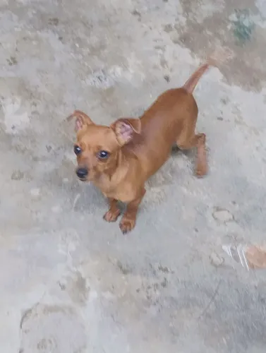 Filhote de cachorro pinscher tam. 1