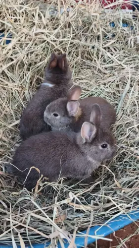 Coelhos filhotes, coelhinhos
