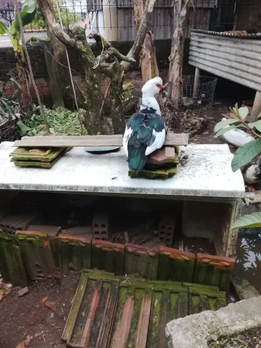 Vende se pato