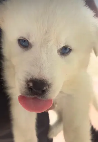 Husky siberiano branco com olhos azuis wooly 