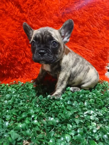 Bulldog Francês femeas