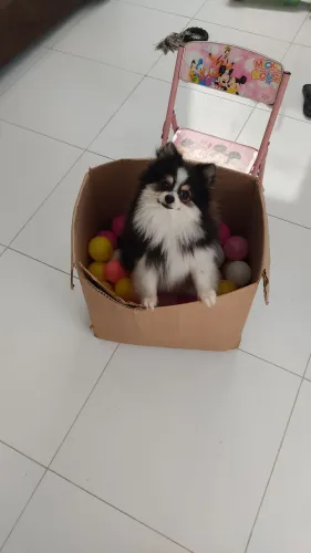 Lulu da Pomerânia 