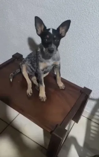 Vende -se uma cachorra fêmea da raça boiadeiro australiano 