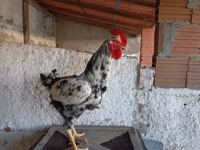 Frango Gsb