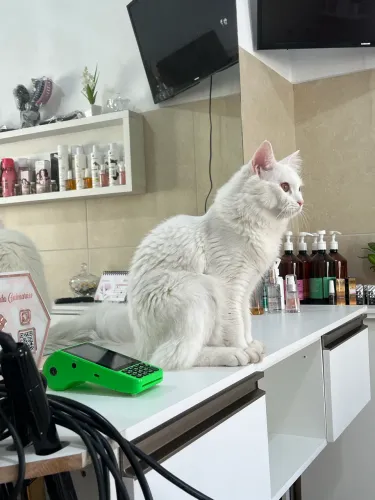 Gato