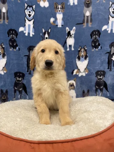 Golden Retriever Lindos filhotes, já vacinados, á pronta entrega