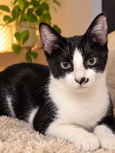 Adoção Responsável - Gato (Macho, 11 meses)