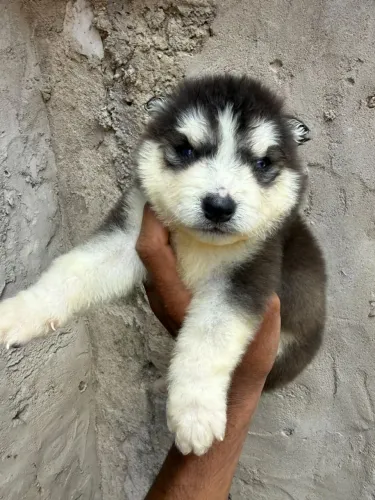 Husky siberiano filhotes